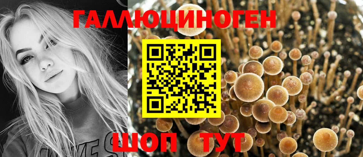 Галлюциногенные грибы Psilocybine cubensis  купить наркотики цена  Ахтубинск  Вход с VPN 